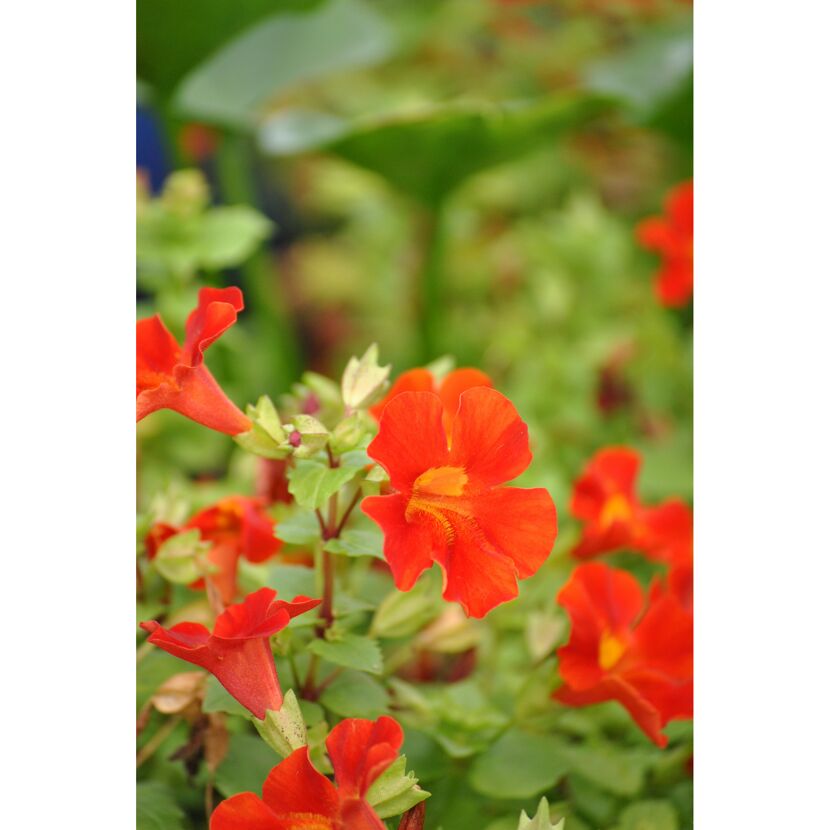 Nahaufnahme von orangen Gauklerblumen.