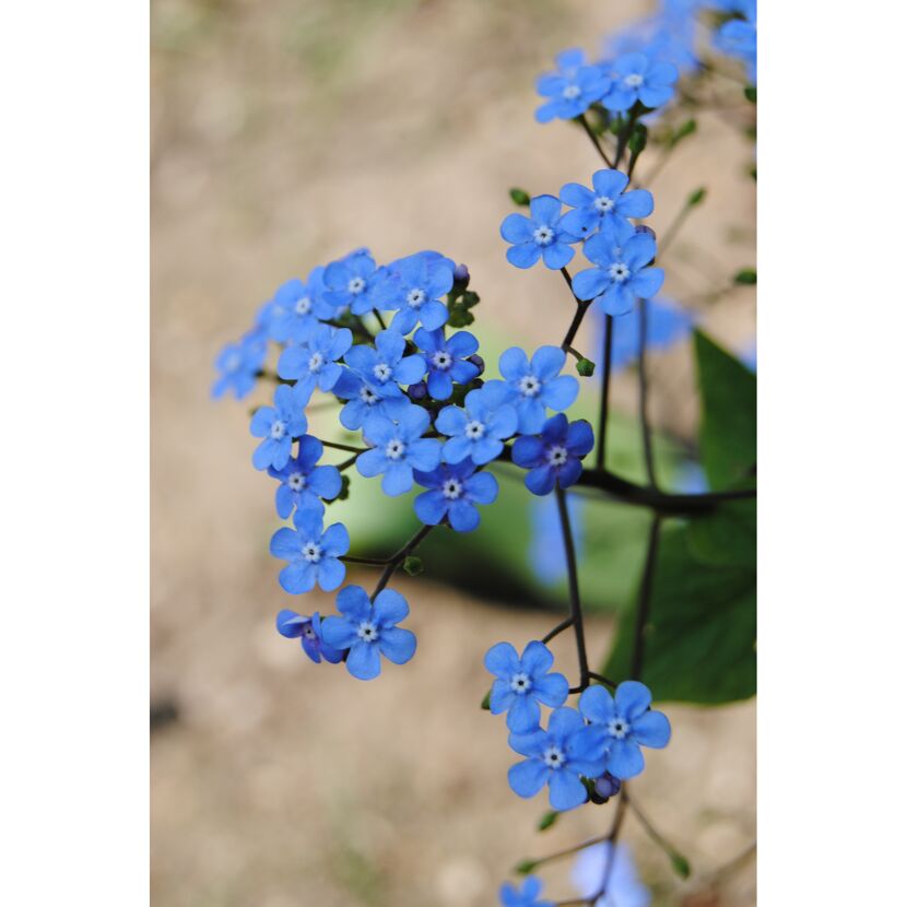 Blaue Vergissmeinnicht-Blüten