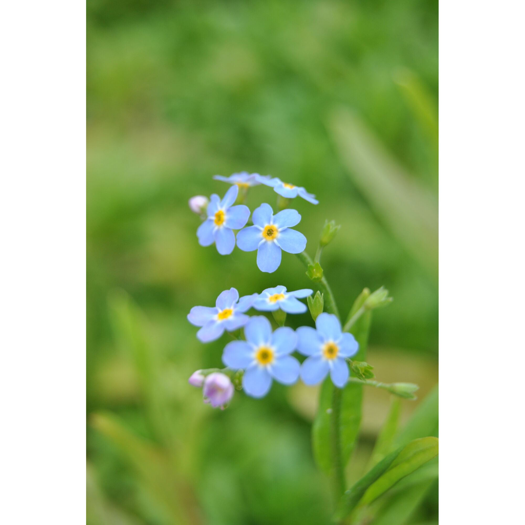 Blaue Vergissmeinnicht-Blüten auf verschwommenem grünem Hintergrund