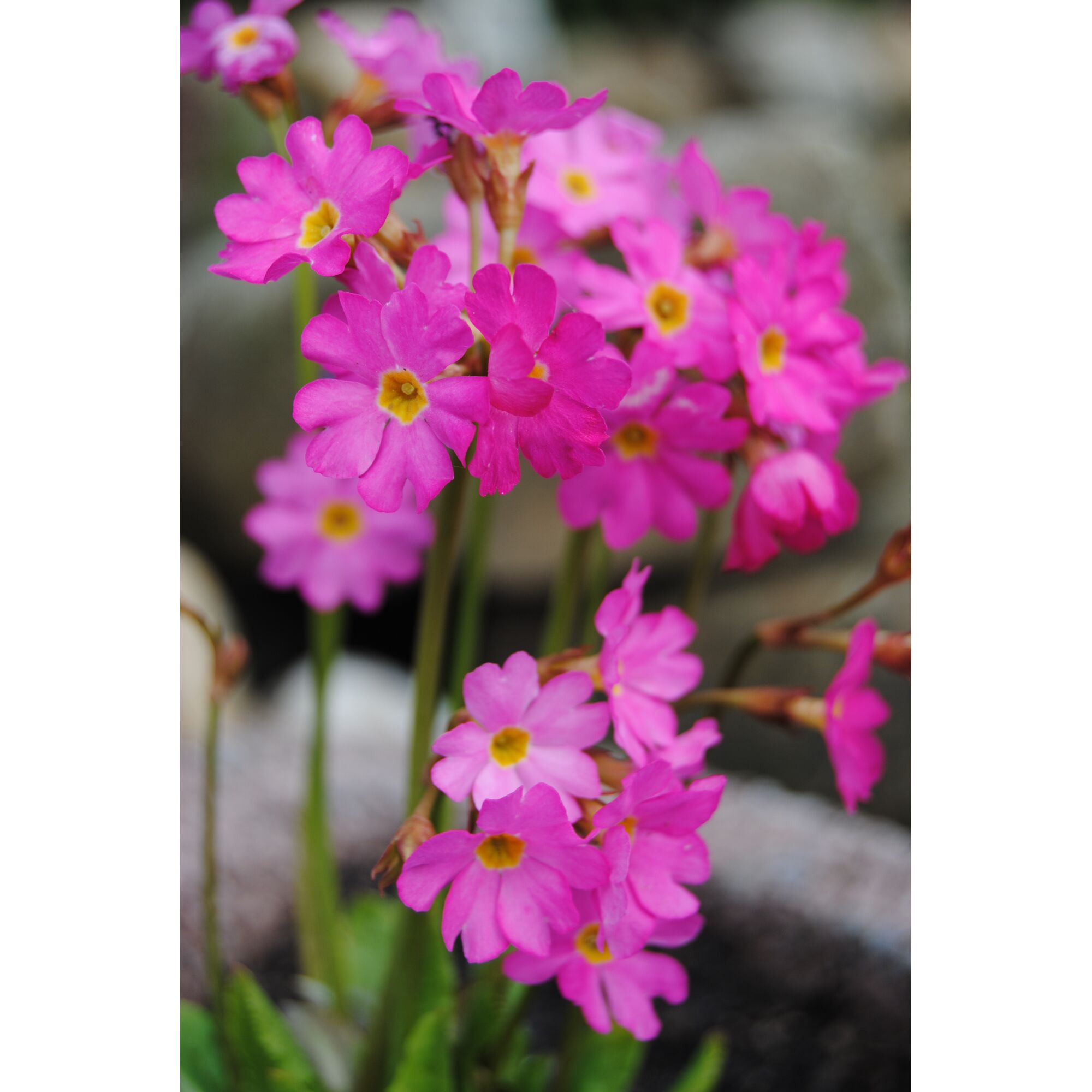 Rosa Rosenprimel mit gelber Mitte