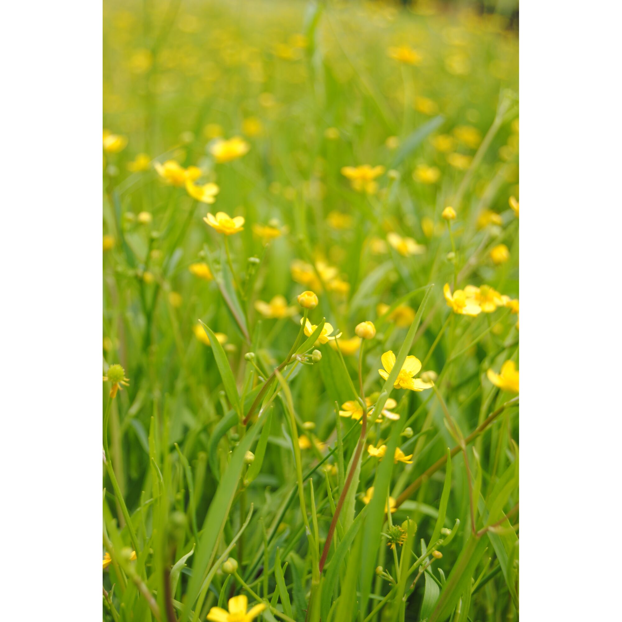 Wiese mit vielen kleinen gelben Blüten