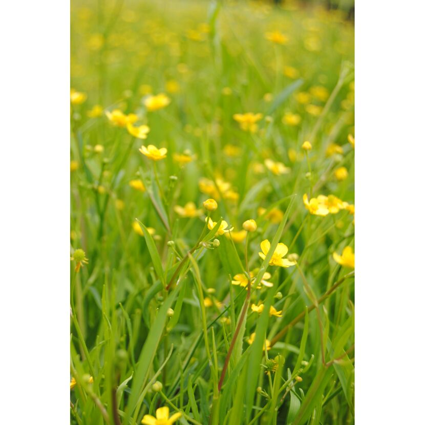 Wiese mit vielen kleinen gelben Blüten
