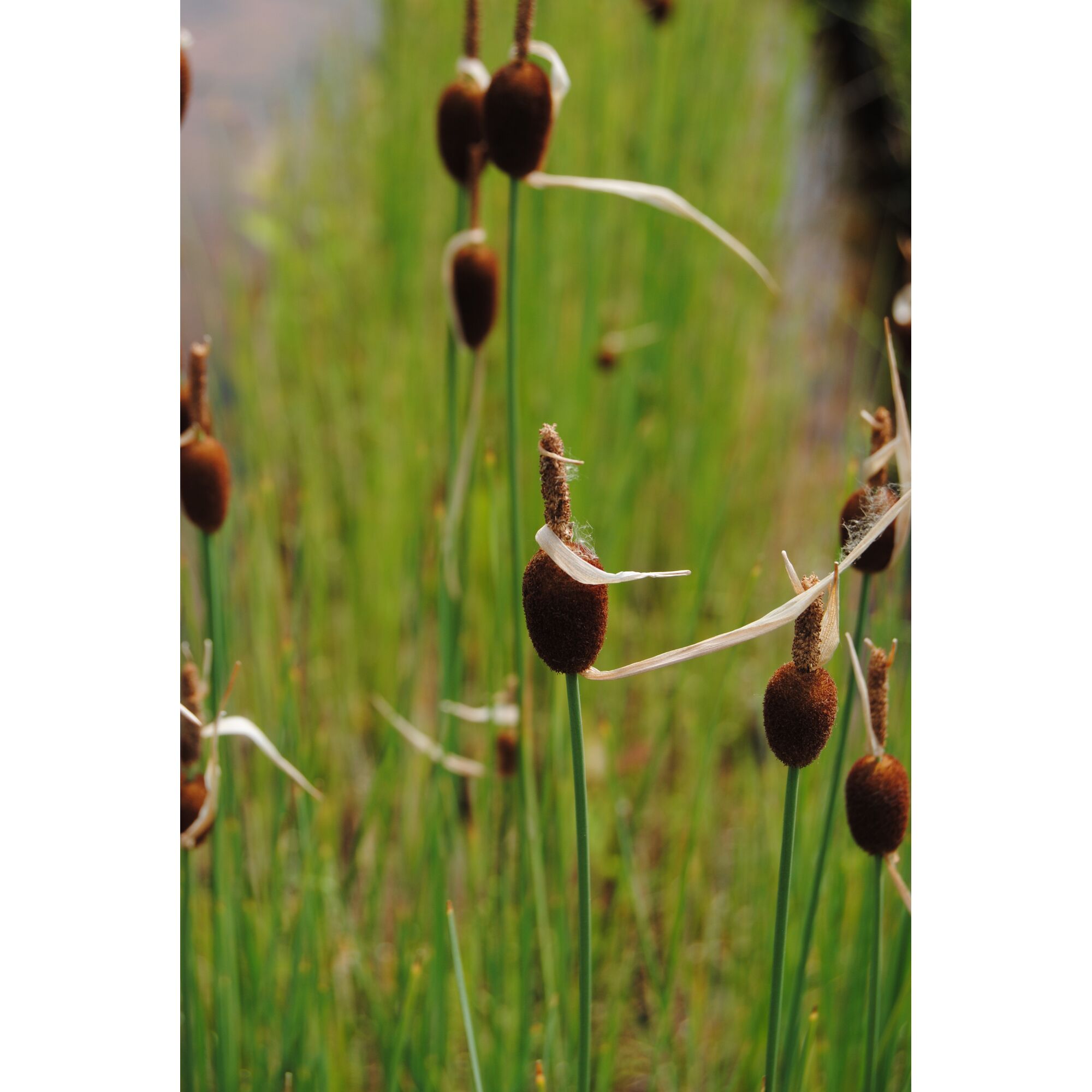 Nahaufnahme von Zwerg-Rohrkolben in grünem Gras.