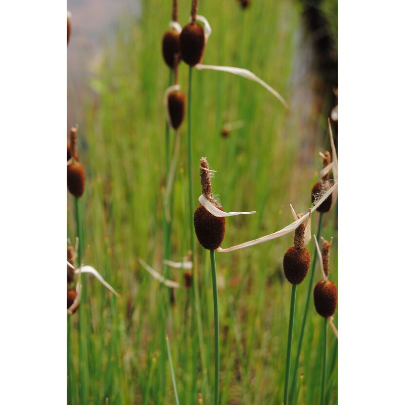 Nahaufnahme von Zwerg-Rohrkolben in grünem Gras.