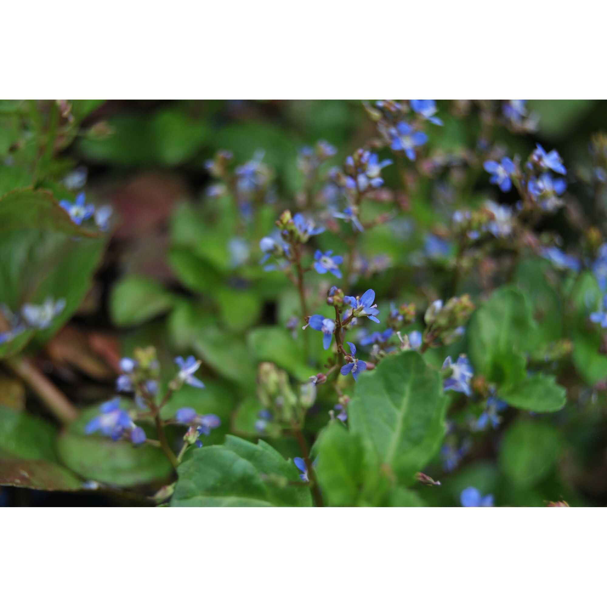 Bachbunge mit kleinen blauen Blüten