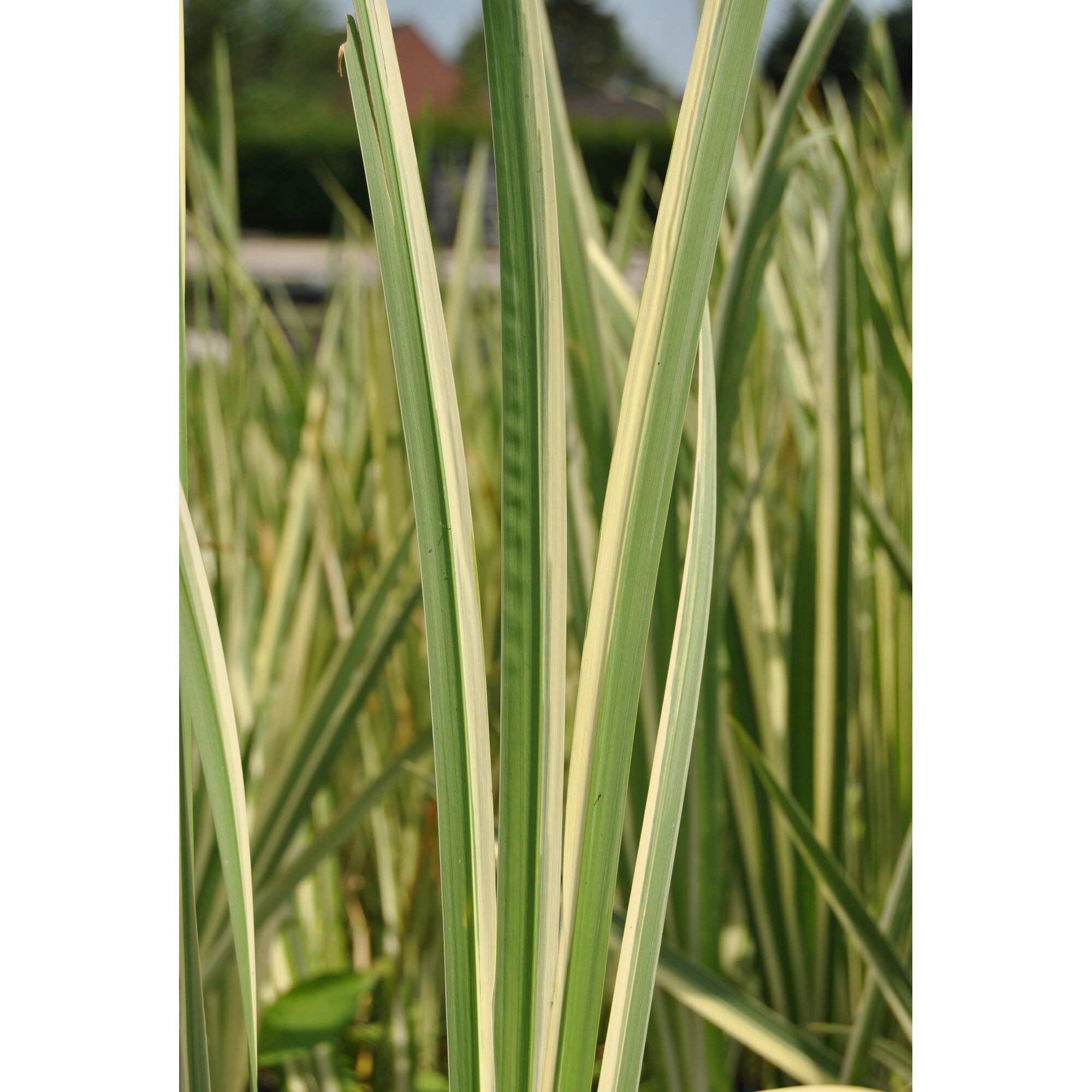 Nahaufnahme von grün-weißem Kalmus