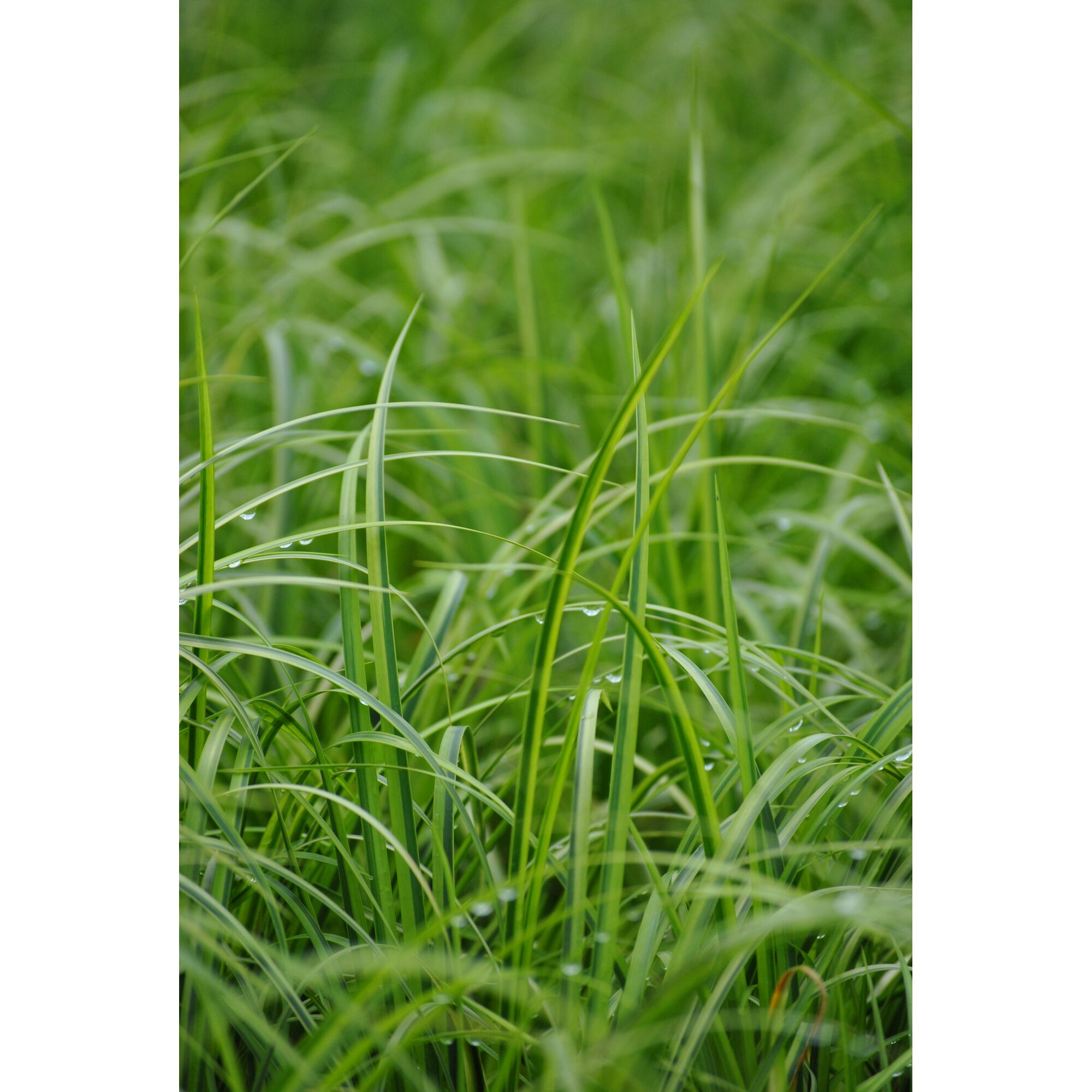 Gras mit Wassertropfen