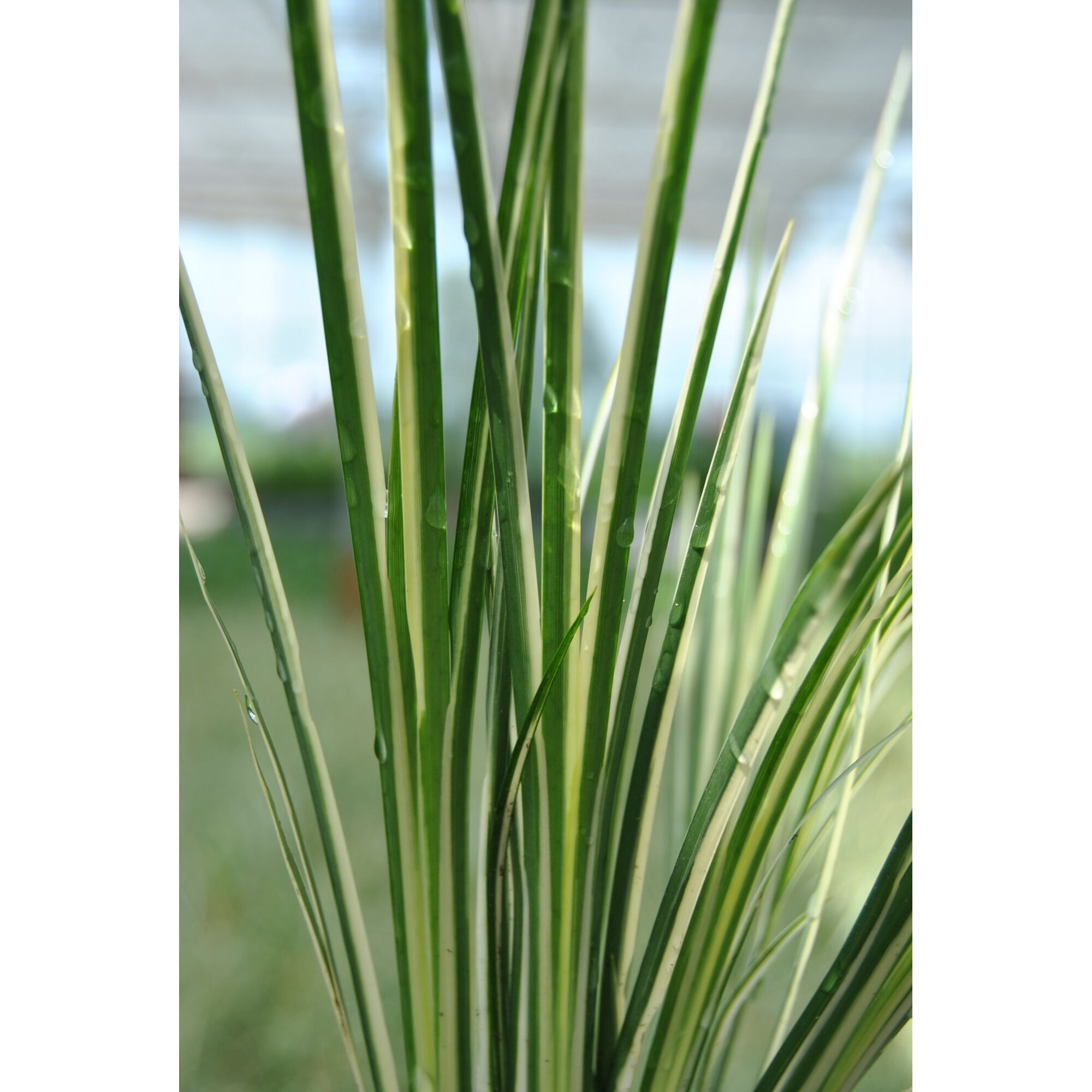 Nahaufnahme von Grasblättern mit Wassertropfen