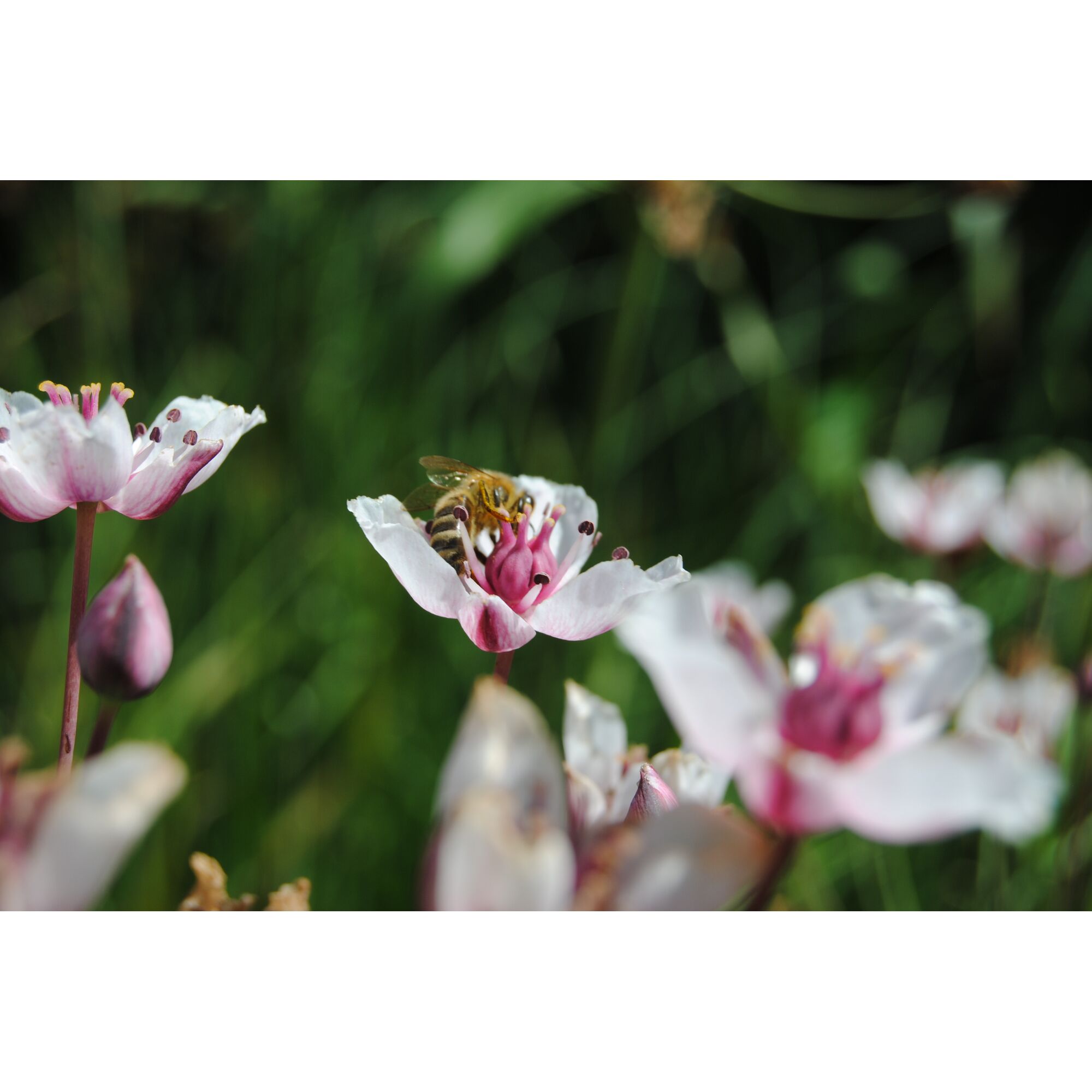 Biene auf rosa-weißer Blume