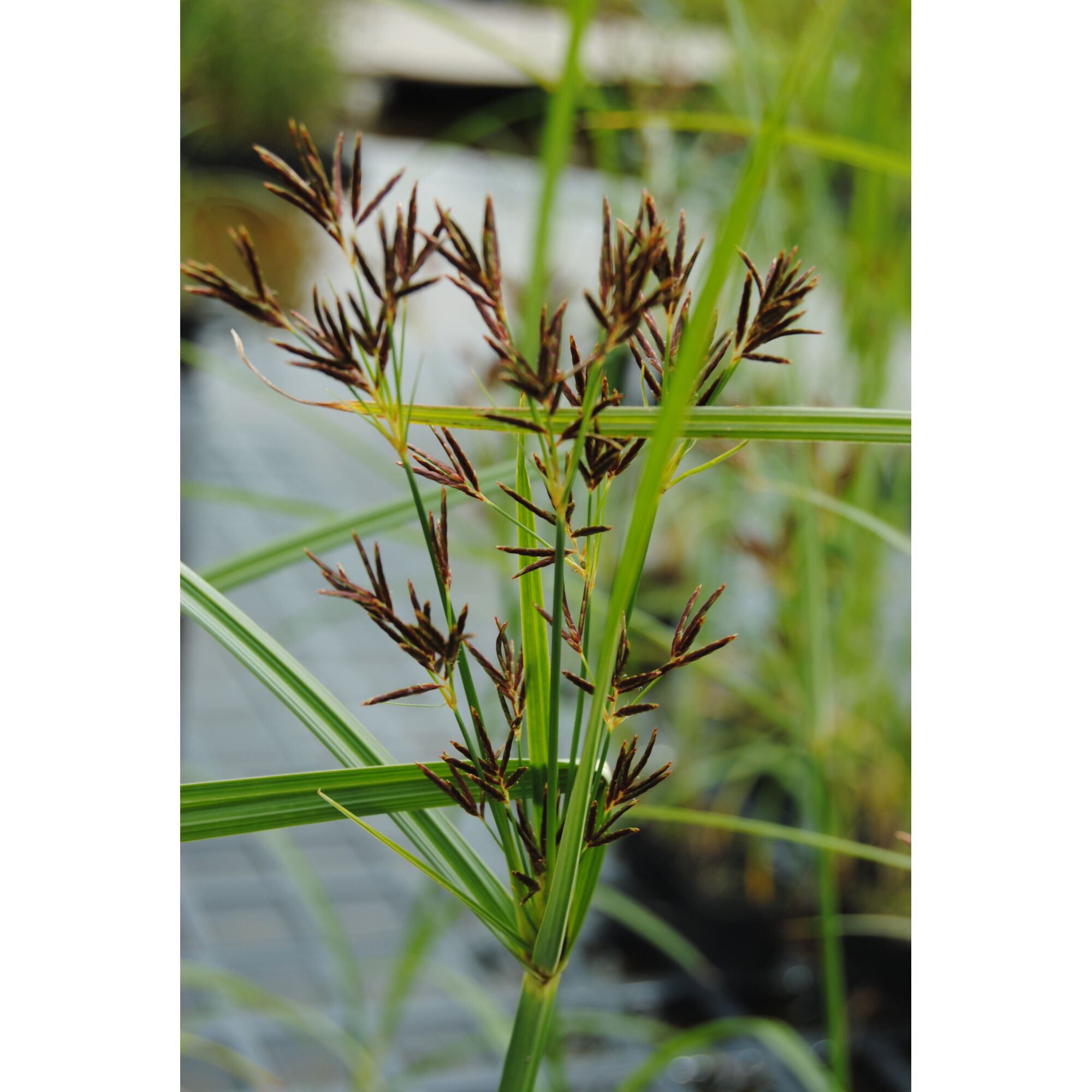 Zyperngras Nahaufnahme