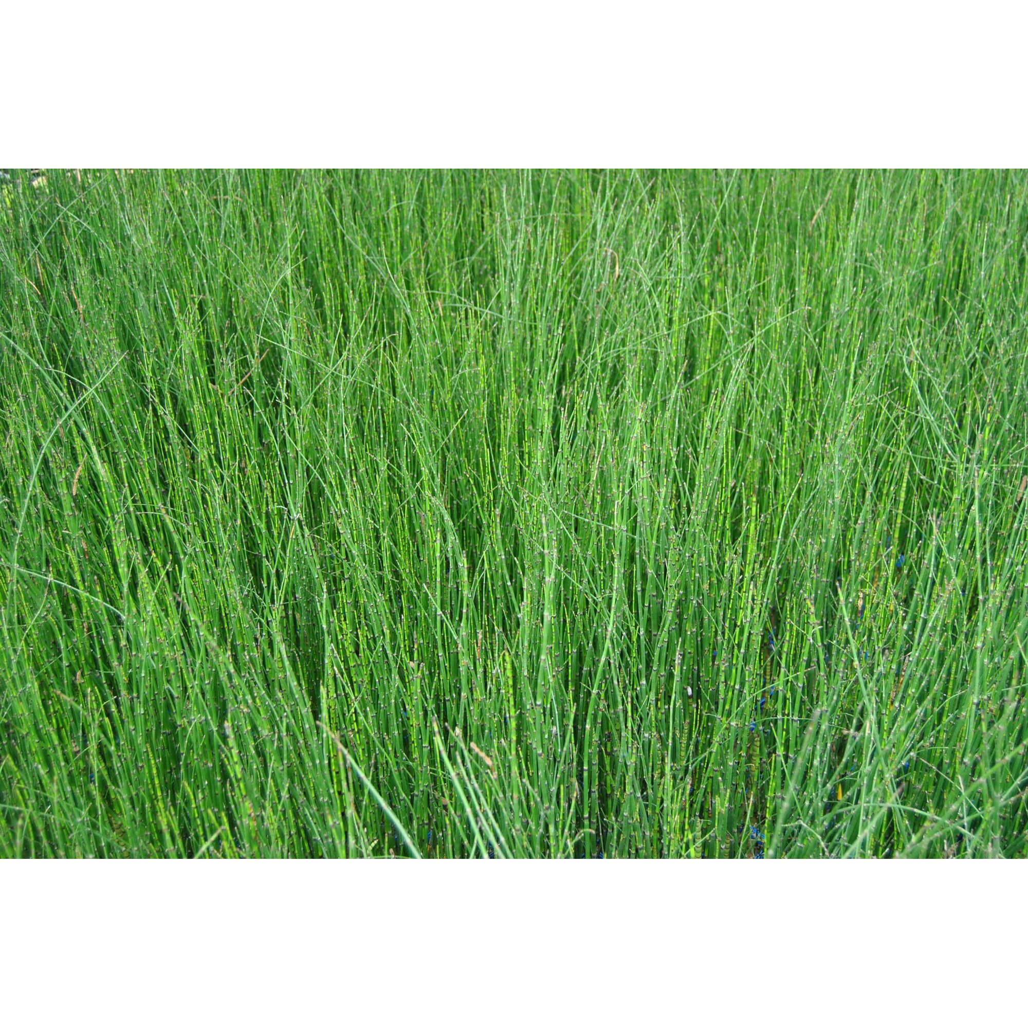 Nahaufnahme von grünem Zwerg-Schachtelhalm