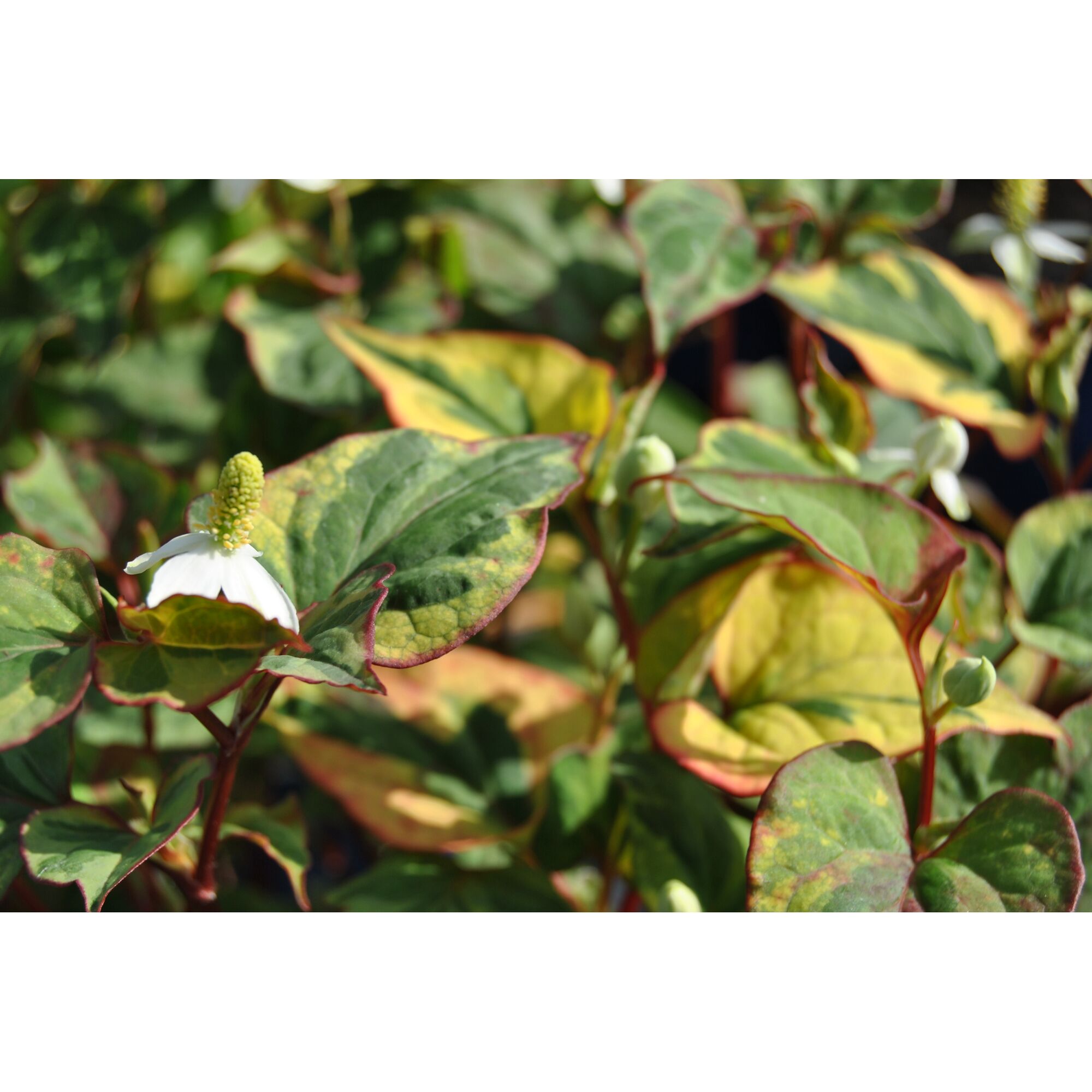 Nahaufnahme von Houttuynia cordata Variegata