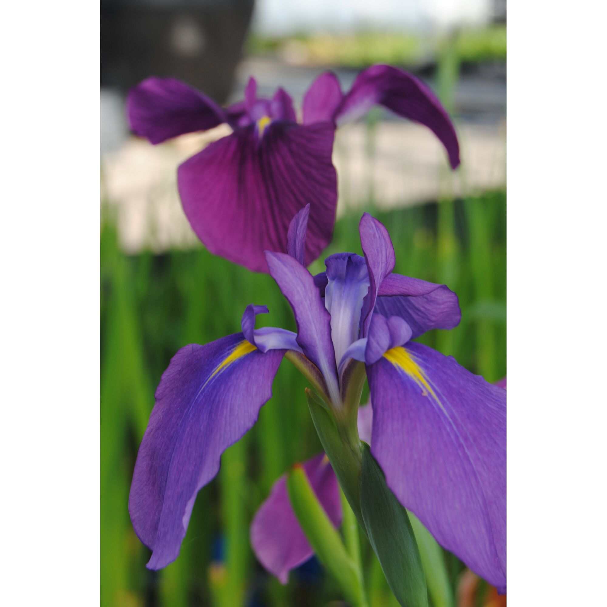 Nahaufnahme einer blauen Sumpf-Iris