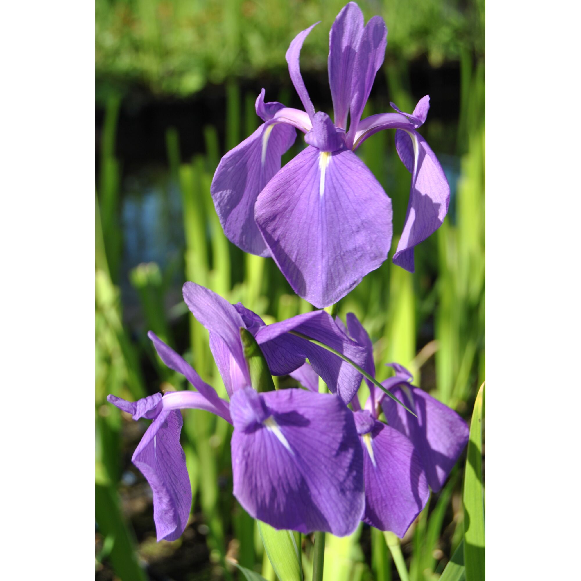 Lila Schwertlilienblüten