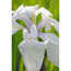 Weiße Iris Snowdrift