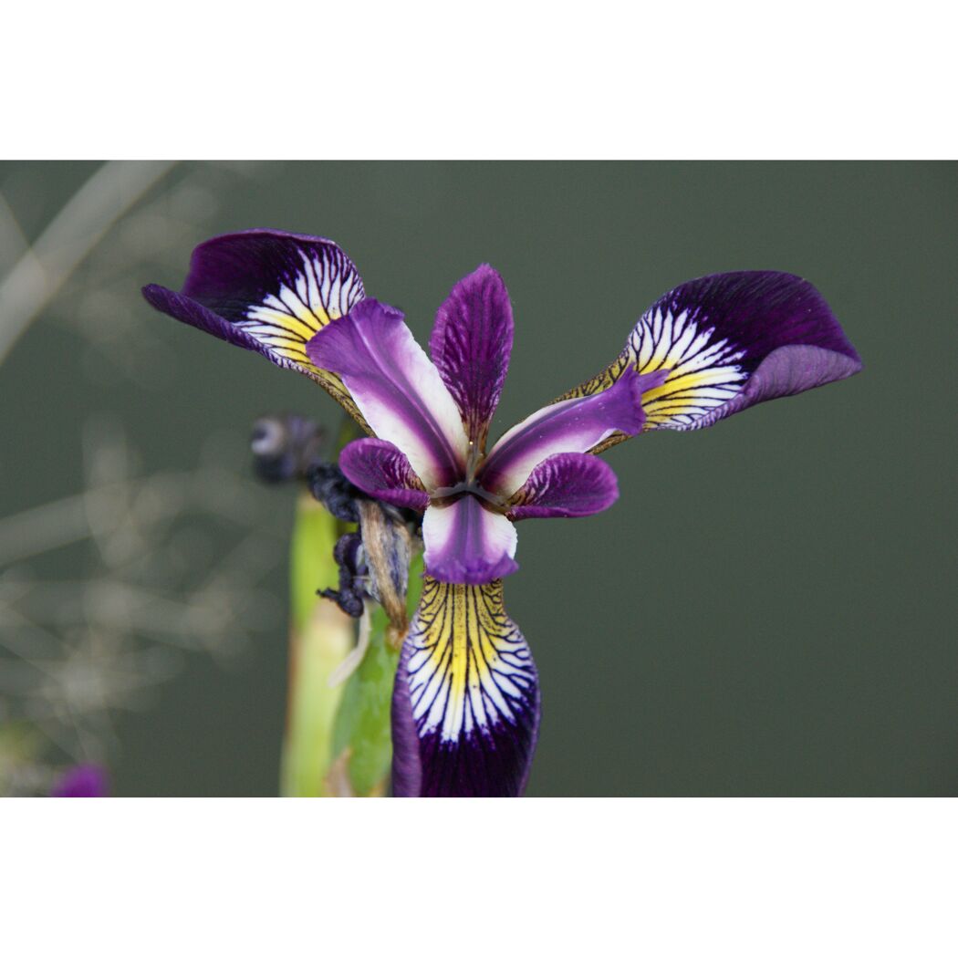 Nahaufnahme einer violetten Iris Blüte mit gelben Akzenten.