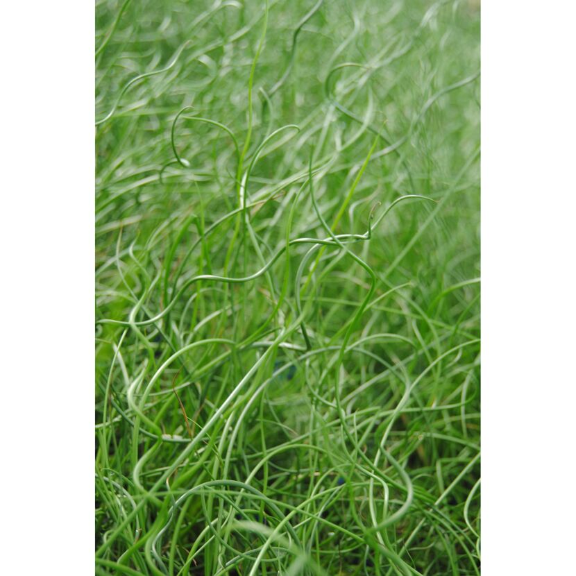 Nahaufnahme von spiralförmigem, grünem Gras.