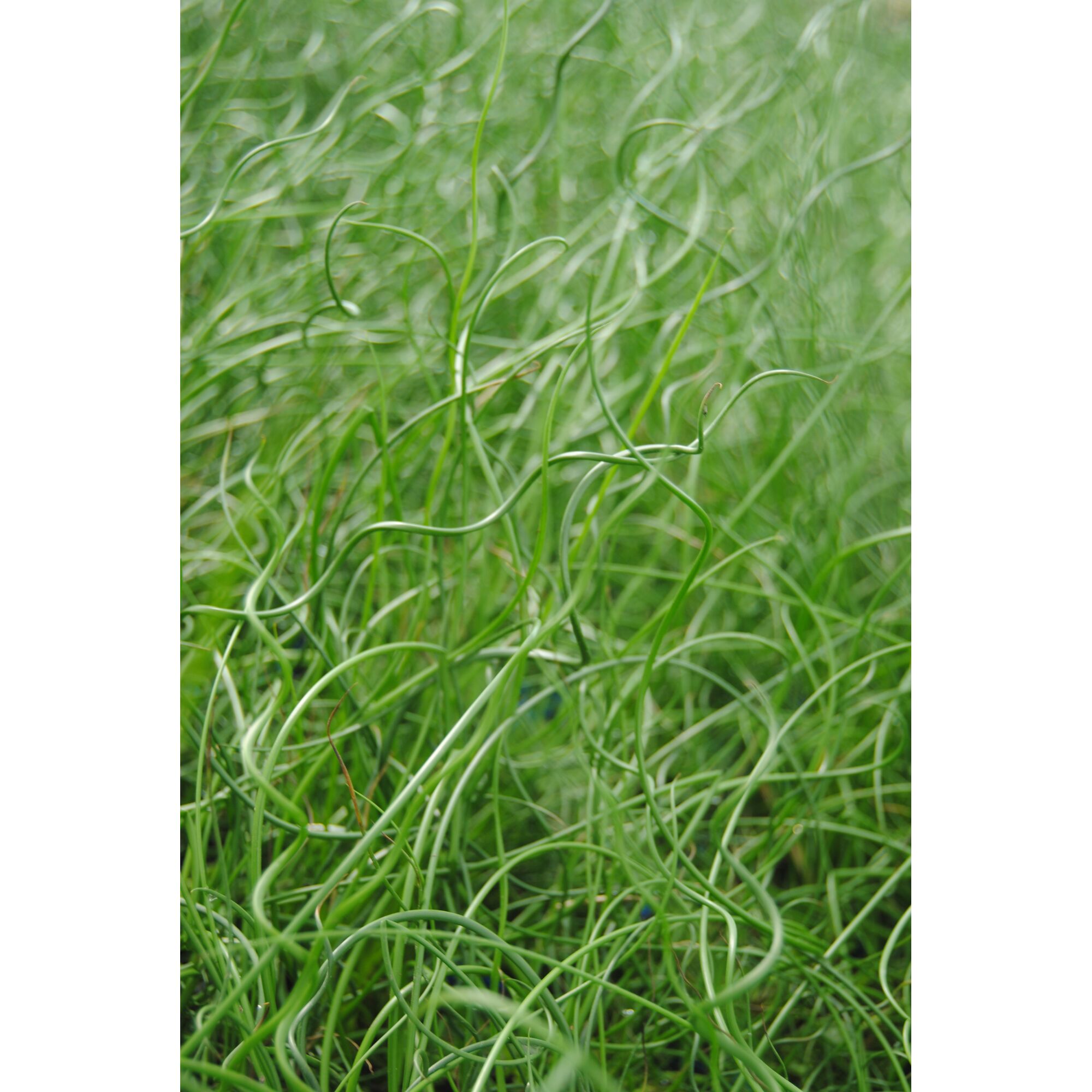 Nahaufnahme von spiralförmigem, grünem Gras.