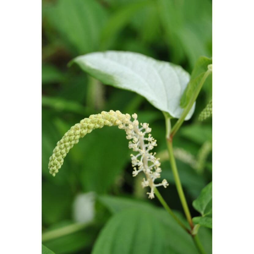 Saururus chinensis, Molchschwanz
