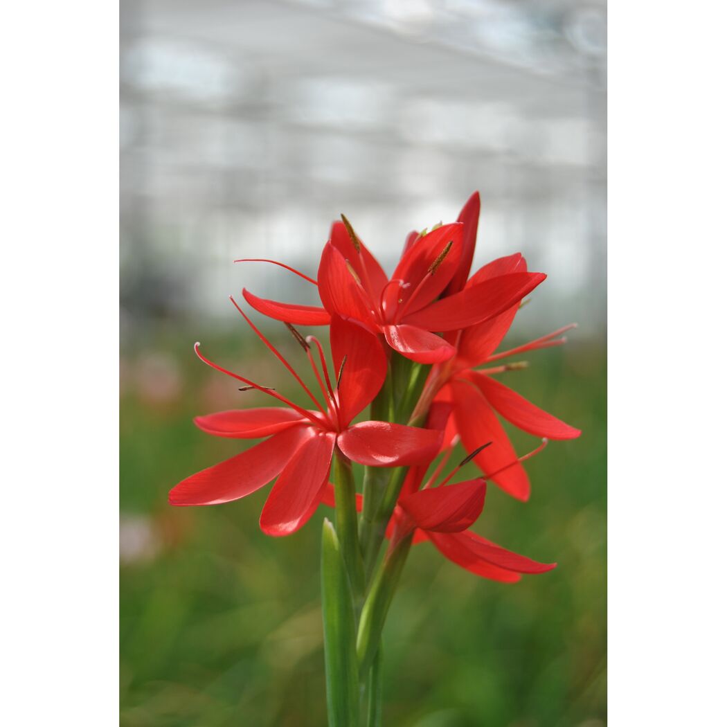 Nahaufnahme von roten Kaffirlilienblüten.