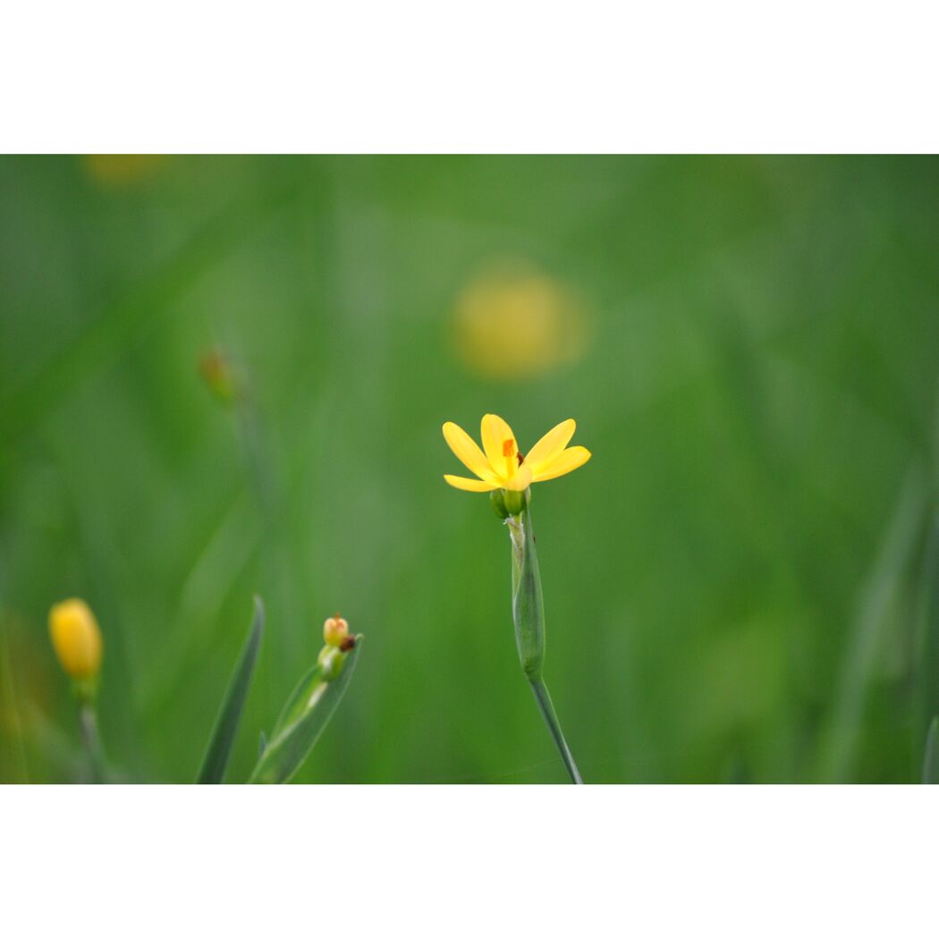 Gelbe Blume auf grünem Hintergrund.