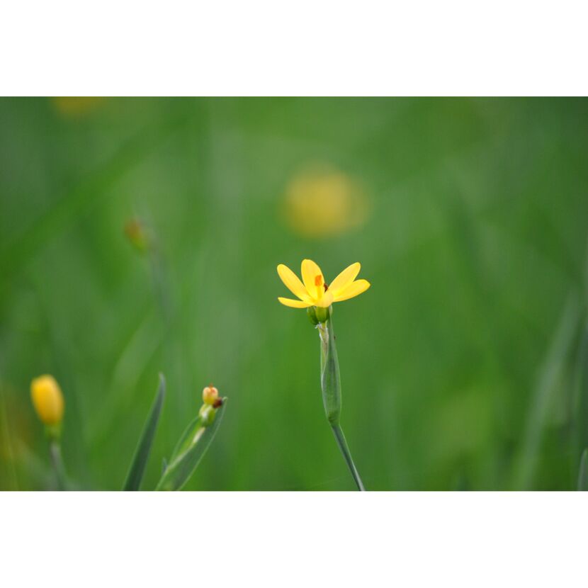 Gelbe Blume auf grünem Hintergrund.