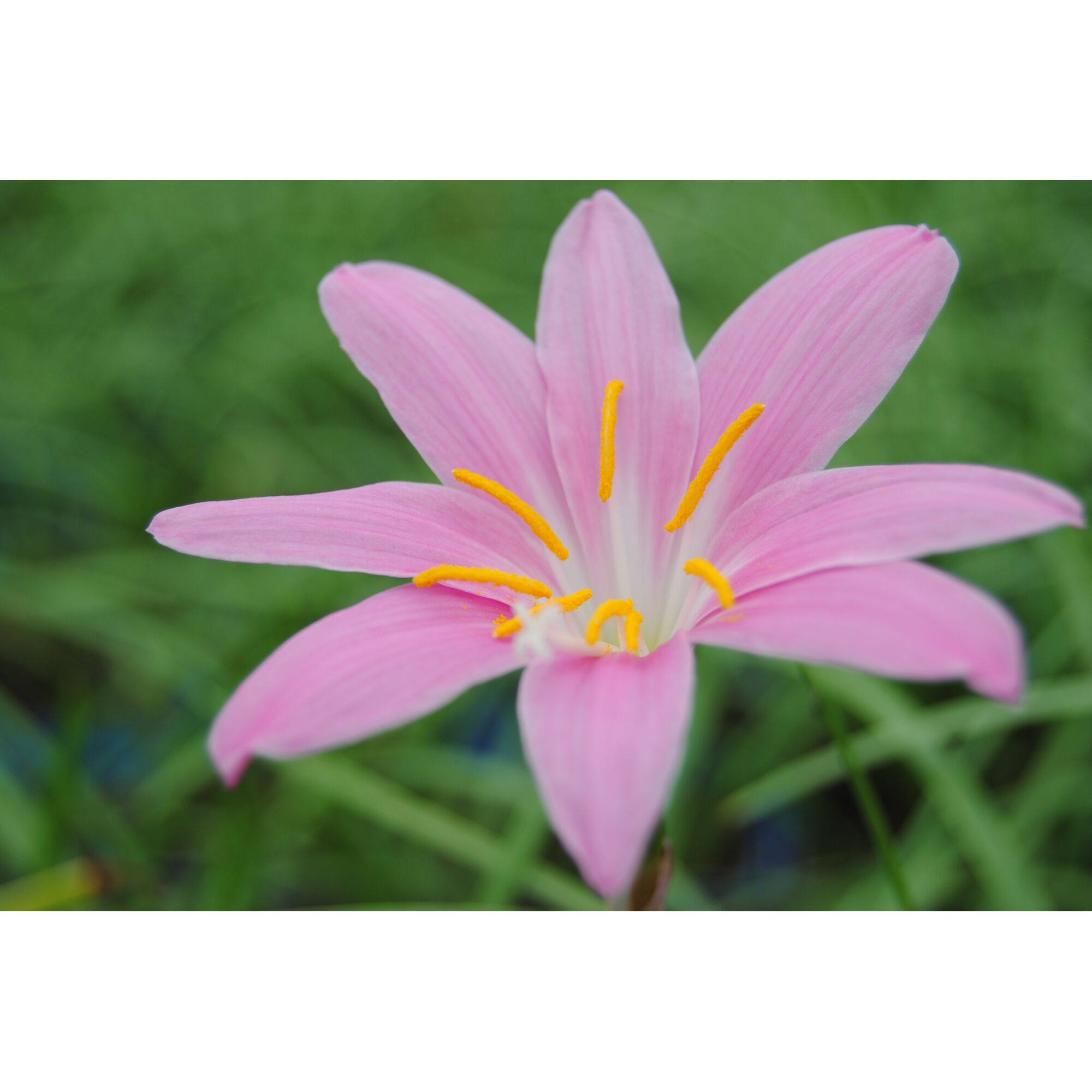Rosa Zephyranthes, Sumpf-Krokus