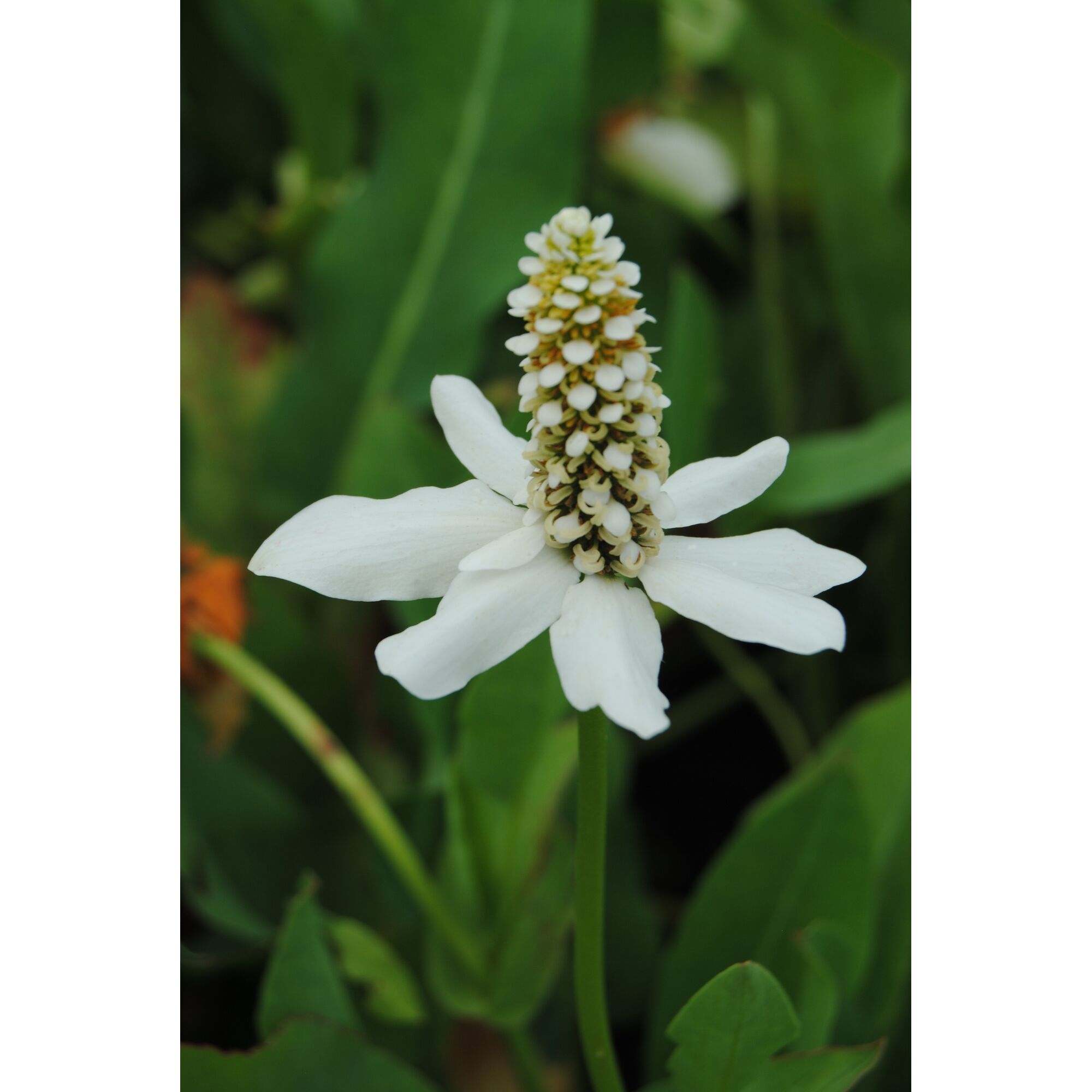 Weiße Blume mit länglichem, cremefarbenen Blütenkolben
