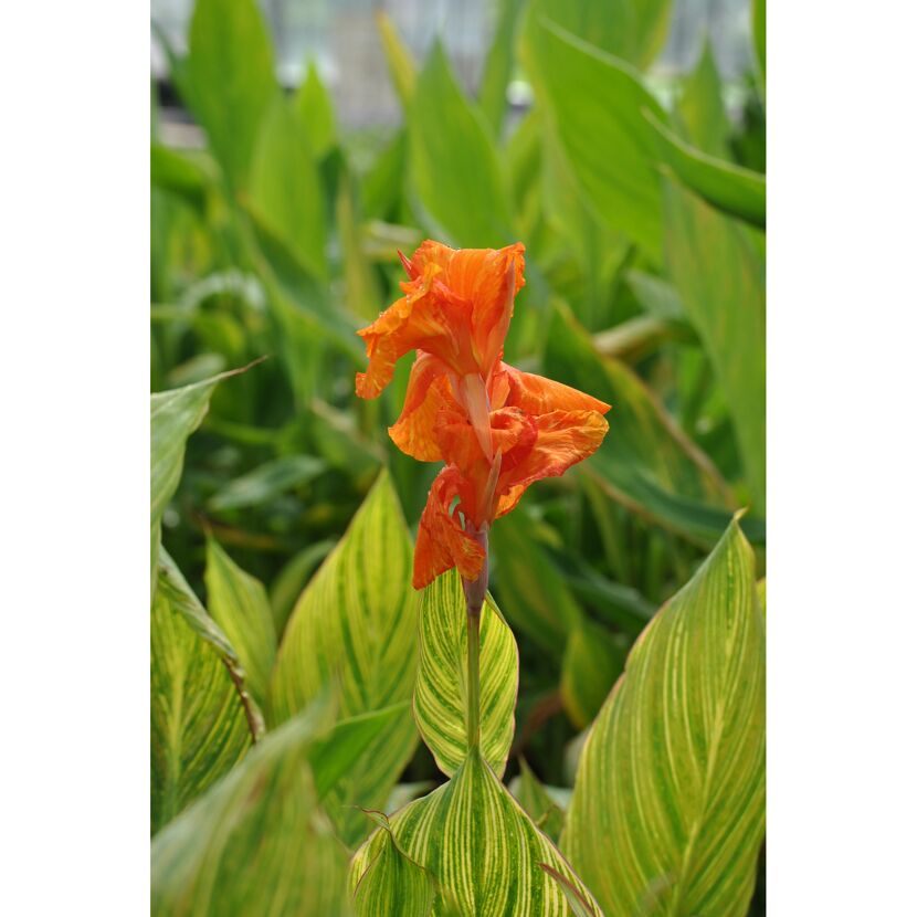Orangefarbene Canna Indica Blume mit grünen Blättern
