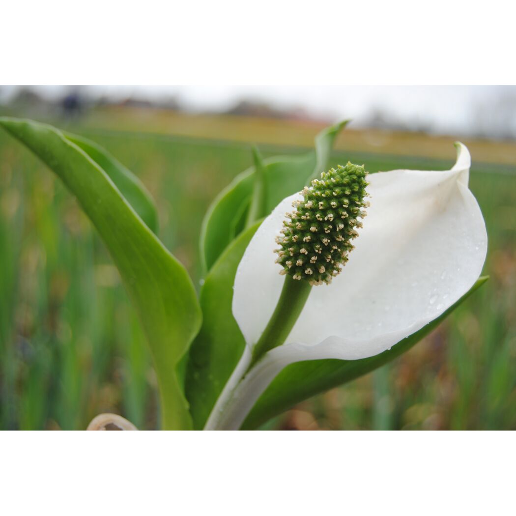 Weiße Blüte mit grünem Blütenkolben im Vordergrund, verschwommener grüner Hintergrund.