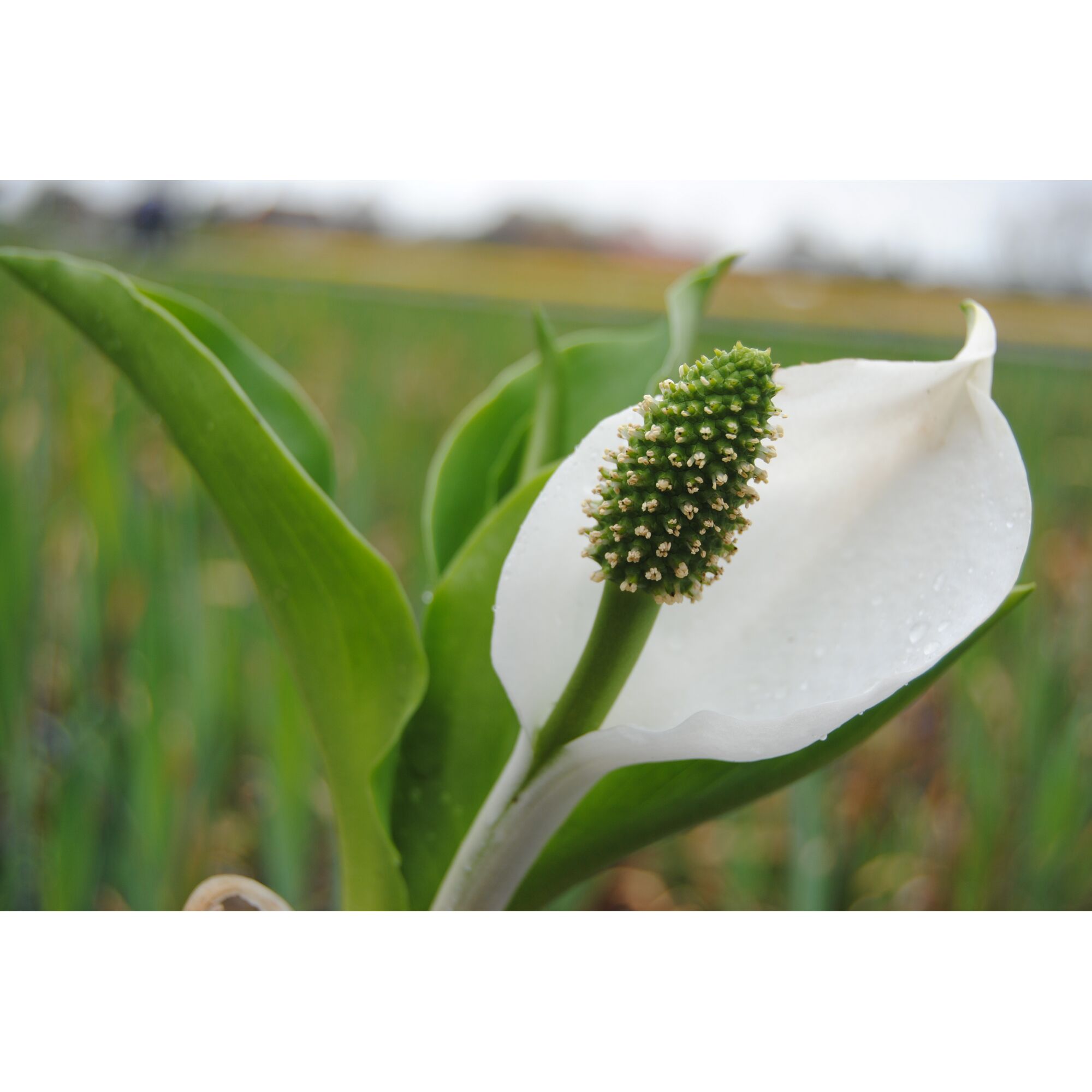 Weiße Blüte mit grünem Blütenkolben im Vordergrund, verschwommener grüner Hintergrund.
