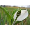 hauptbild