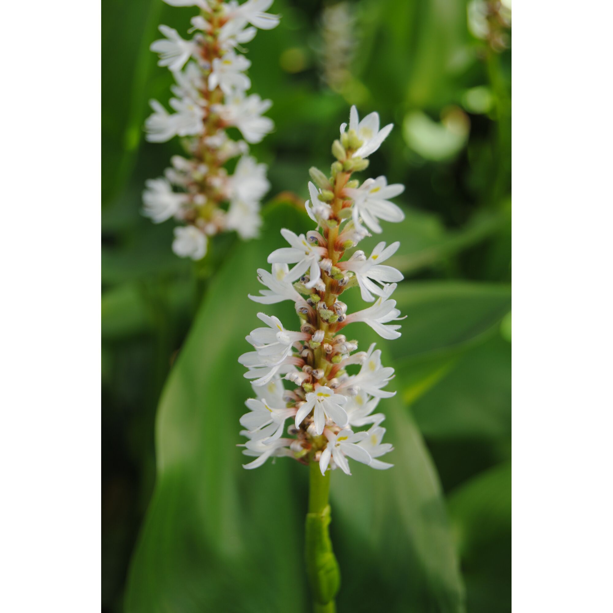 Weiße Blüten der Hechtkraut-Pflanze