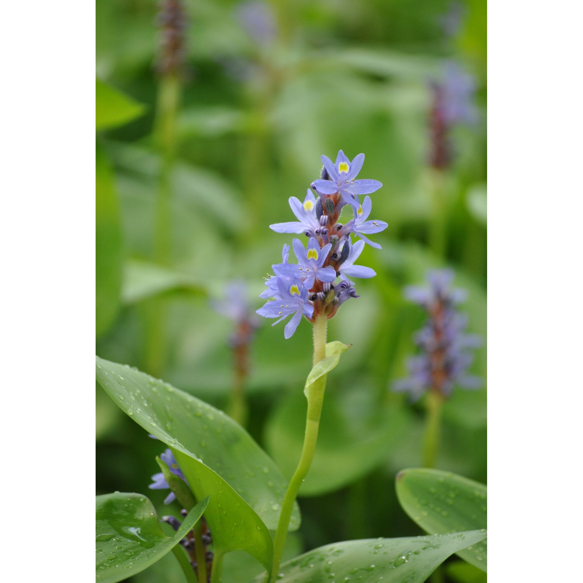 Blaue Hechtkrautblüte