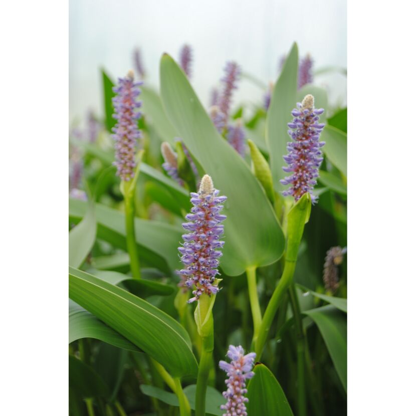 Lila Blüten des Hechtkrauts