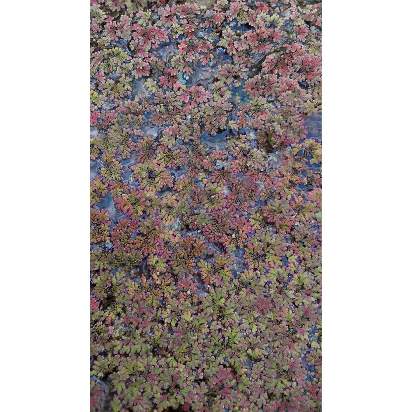 Azolla Mexicana