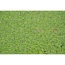 Grüne Wasserlinsen