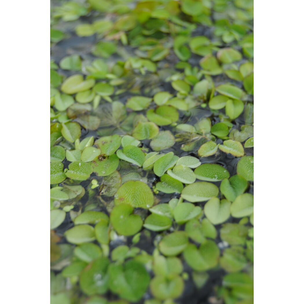 Salvinia Natans, Schwimmfarn