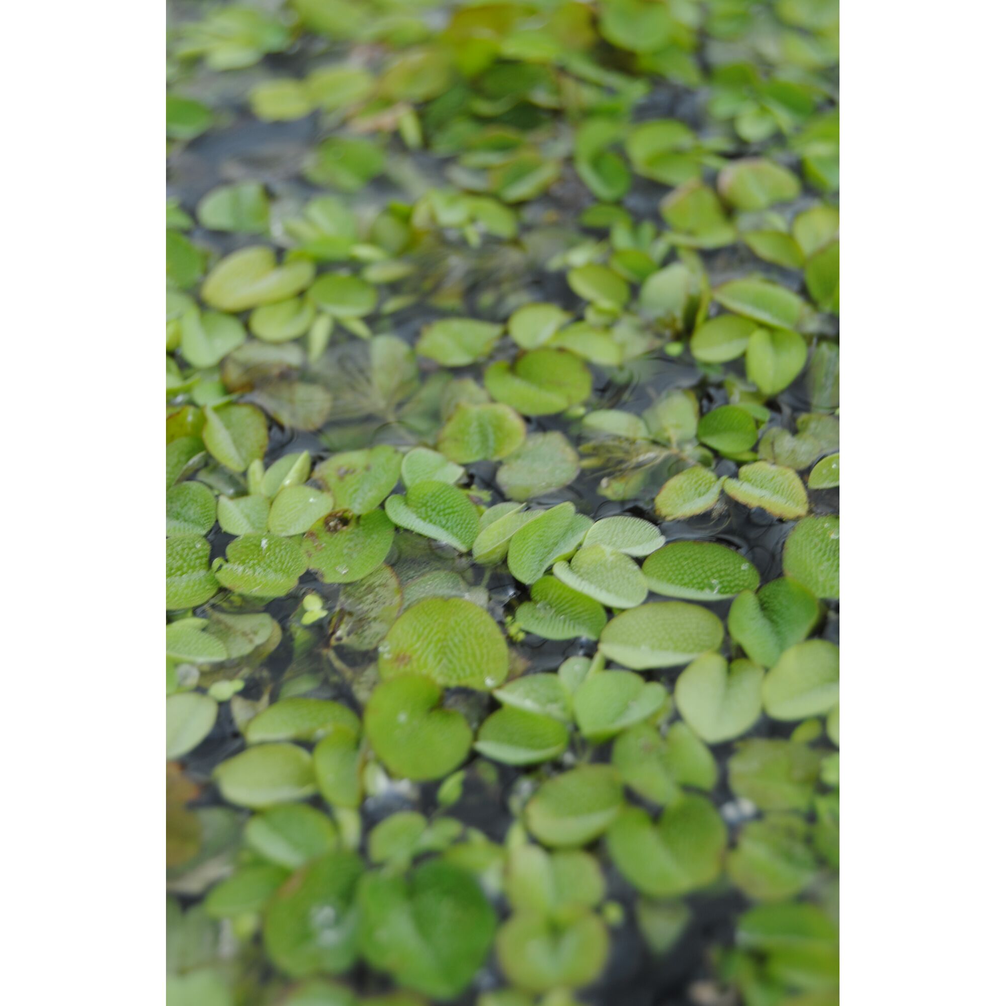 Salvinia Natans, Schwimmfarn