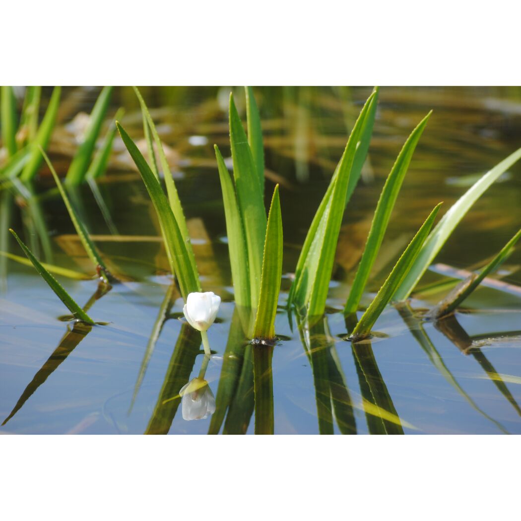 Wasseraloe mit weißer Blüte