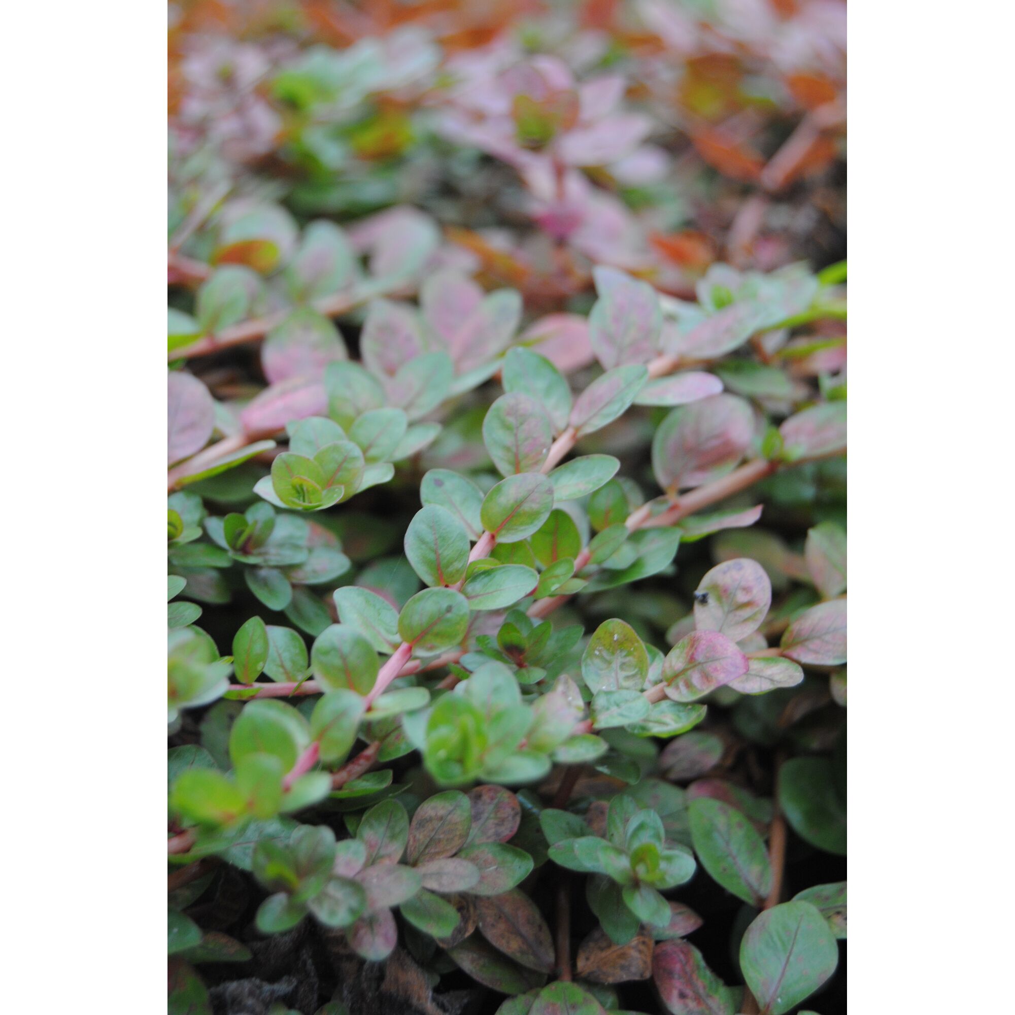 Nahaufnahme von Rotala indica