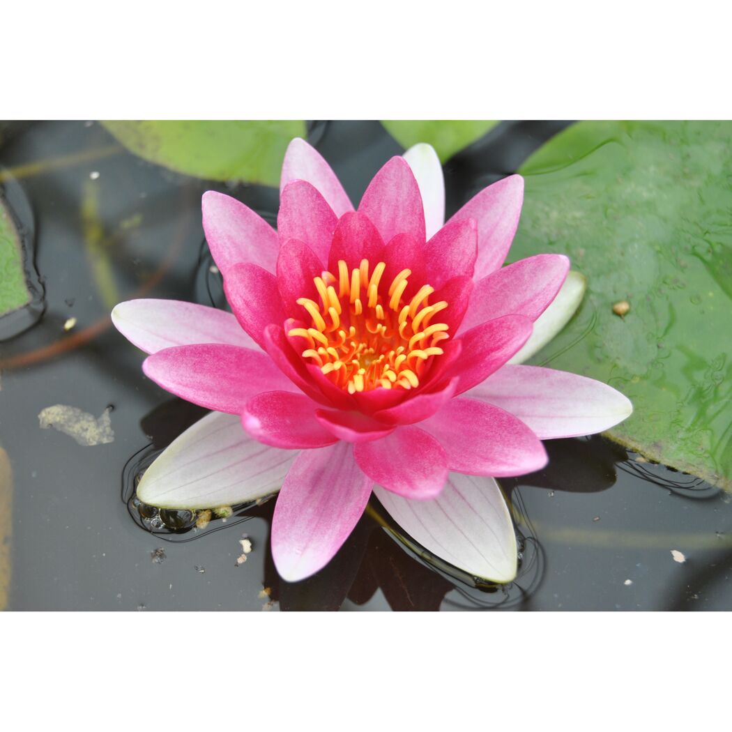 Rosa Seerose mit gelben Blütenblättern