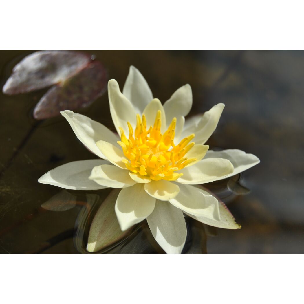 Weiße Seerose mit gelber Blütenmitte im Wasser