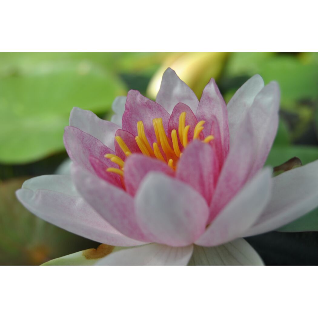 Seerose 'M. Rosa', 11x11 cm Topf