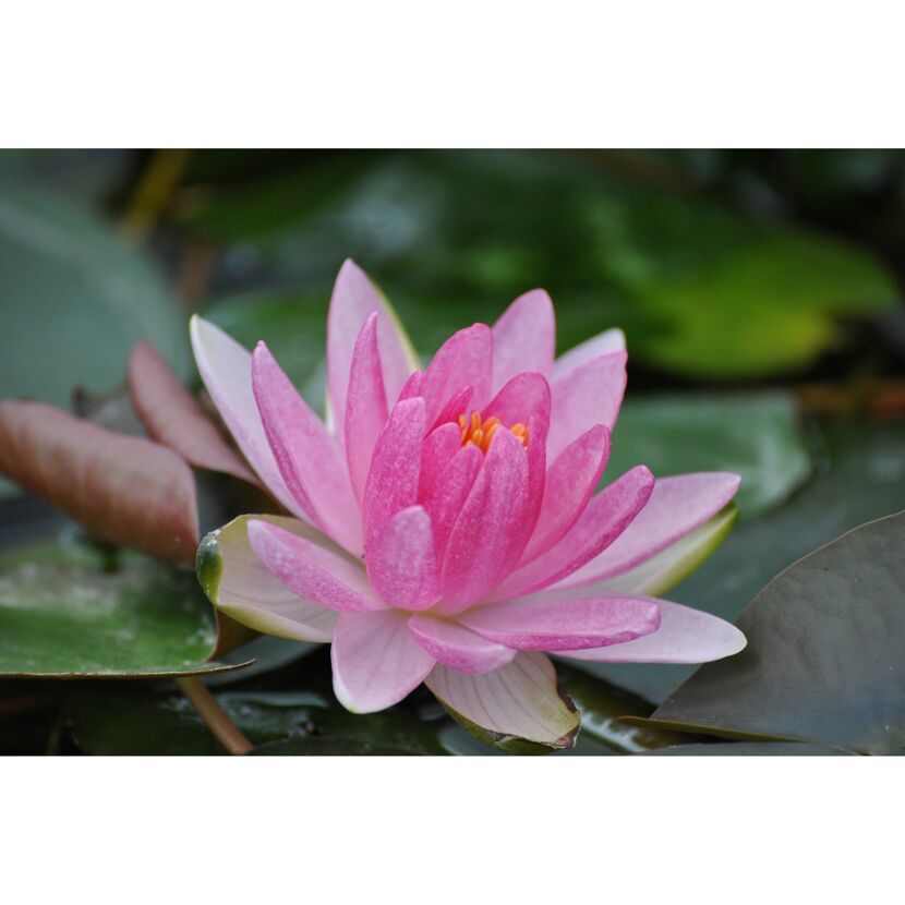 Zwergseerose 'Laydekeri Lilacea', 11x11 cm Topf