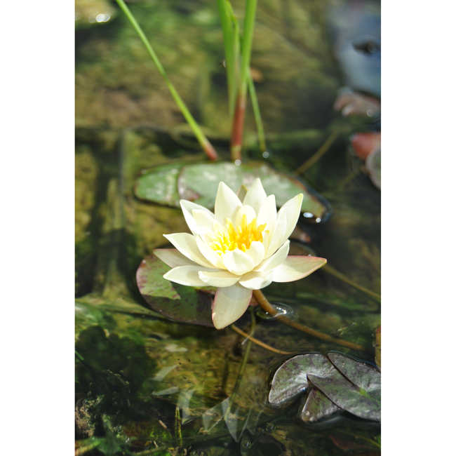 Bild von Zwergseerose 'Helvola', 11x11 cm Topf