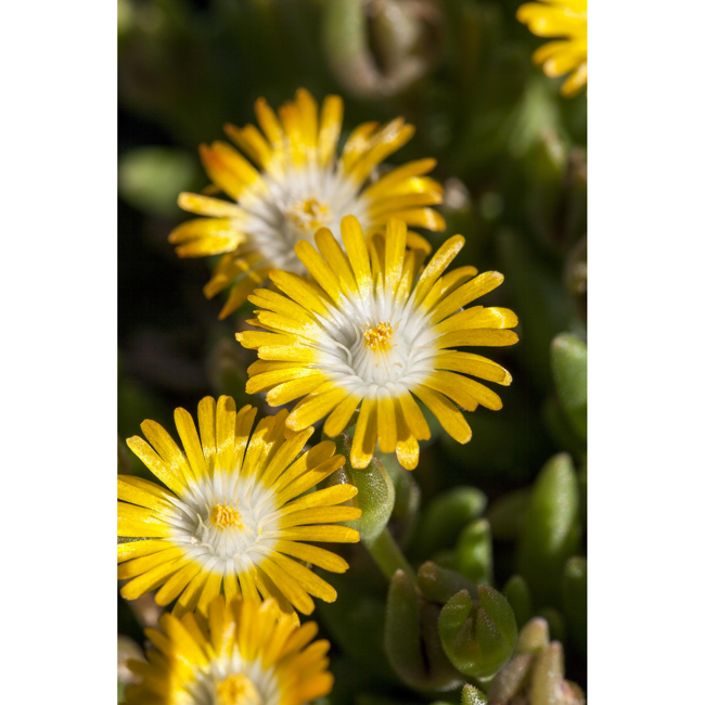 Bild von Mittagsblume, 9 cm Topf, 3er-Set
