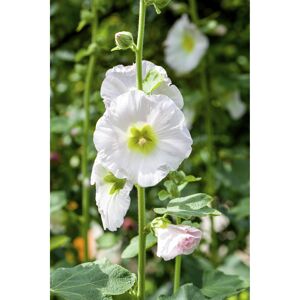 Stockrose 'Pleniflora weiß', 9 cm Topf, 3er-Set