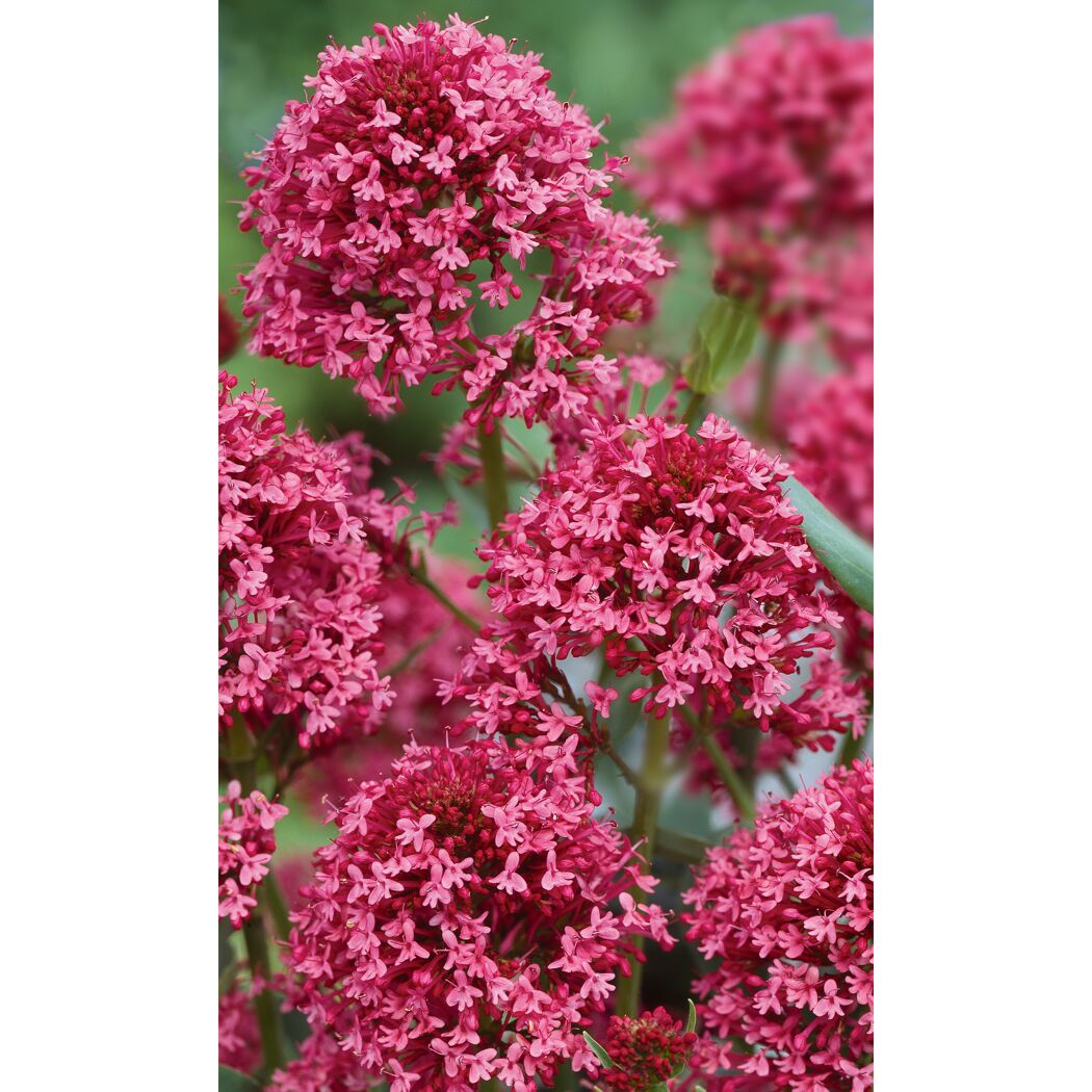 Nahaufnahme von rosa Spornblumen.