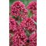Nahaufnahme von rosa Spornblumen.